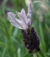 Lavendel-008.jpg